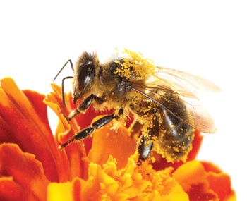 Reader Stephen Risker suggested industrial breeding practices as a cause for the honeybee decline after reading “Are Potent Pesticides Killing Our Honeybees?”